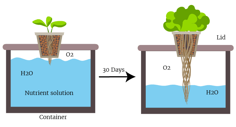  Kratky method passive hydroponic technique