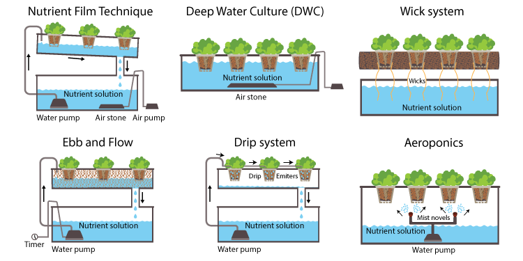 Hydroponic and Hydroculture The Main Methods of Hydroponics