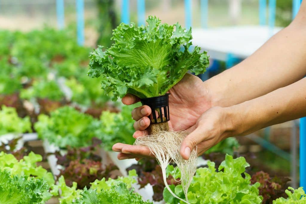 Hydroculture vs Hydroponics: Which Method is Right for You?