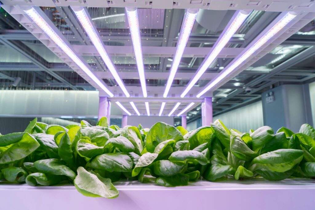 Grow Lights in Indoor-Gartenbau Pflanzen Bio hydroponischen Brassica chinensis Gemüse wachsen mit LED-Licht Indoor Farm