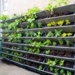 Green plants in a vertical wall garden in spring